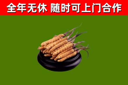 日喀则烟酒回收冬虫夏草.jpg